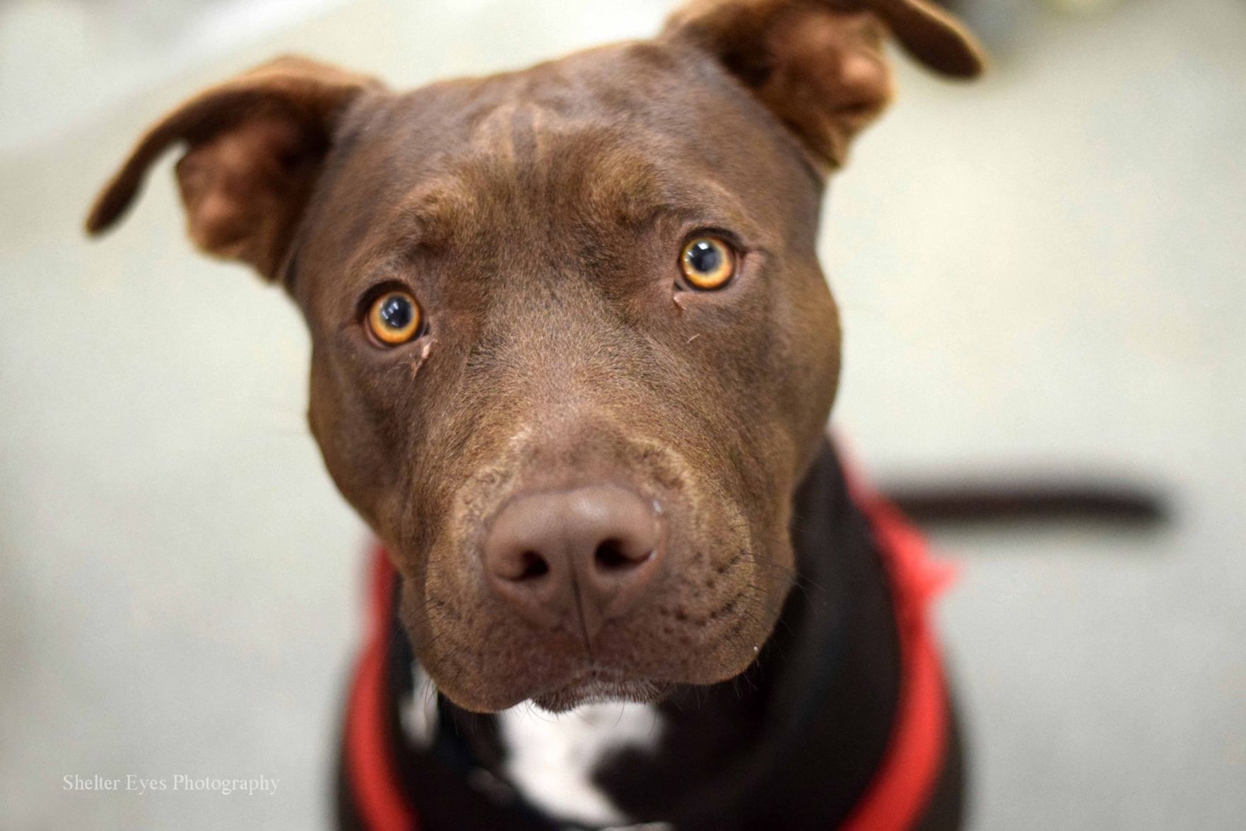 Adopt a friend: Keegan